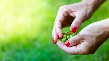 Beans and peas crop, nature concepts
