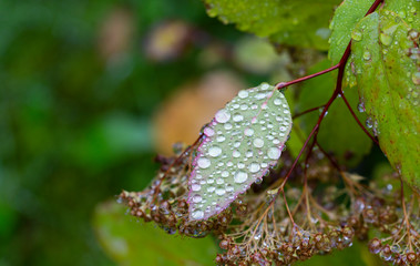 Colourful leaves with water droplets. Autumn day after the rain. Macro shot from foliage and water droplet.
