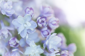 Delicate pink lilac flowers macro close - up in soft focus on blurred background. Botanical pattern.