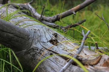Texture: tree lying on the grass in the forest