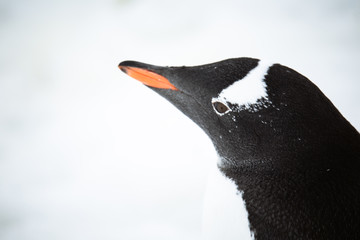 Gentoo Penguin profile - 292733532