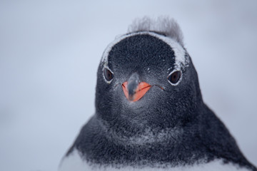 Gentoo penguin face - 292733535