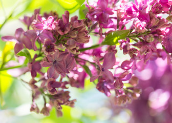 Macro flowers of blossoming lilac 