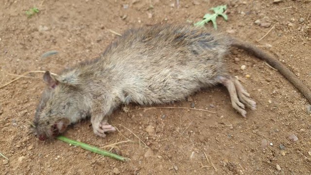 Dead rat. Poisoned Rat in the close-up