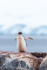 Young gentoo penguin - 292733705