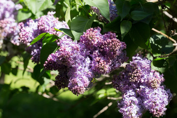 Flowers of lilac on tree with green leaf in sunny spring day at the Moscow city park