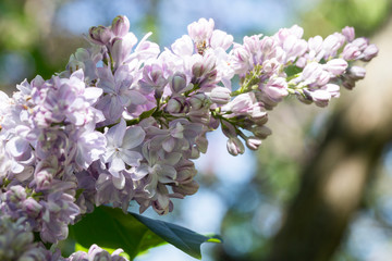 Flowers of lilac on tree with green leaf in sunny spring day at the Moscow city park