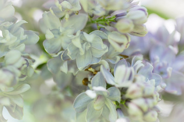 Delicate pink lilac flowers macro close - up in soft focus on blurred background. Botanical pattern.