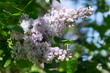 Flowers of lilac on tree with green leaf in sunny spring day at the Moscow city park