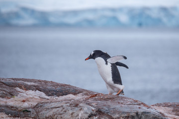 Gentoo penguin walking over rocks - 292733783