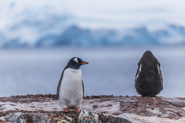 Two Gentoo penguins in Antarctica - 292733796