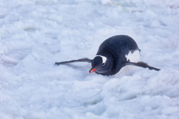 Gentoo penguin sliding on stomach - 292733931
