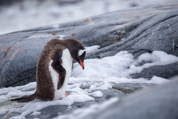 Gentoo penguin walking in snow and water - 292733944