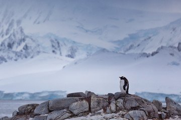 Gentoo penguin with glacier and mountains - 292733987