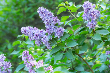 Flowers of lilac on tree with green leaf in sunny spring day at the Moscow city park