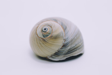 Spiral sea shell - 292734102