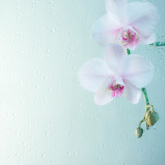 Background with white orchid behind glass with raindrops