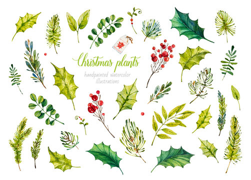 Collection of Christmas Plants. Happy New Year. Watercolor Merry Christmas. Christmas decoration. Watercolor handpainted botanical illustration