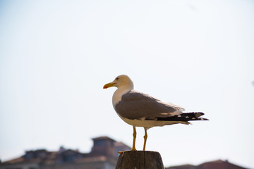 A seagull sitting on a wooden pole, sky background behind of it.