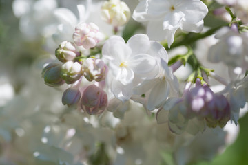 white flowers of cherry or lilac in sunny spring day