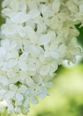 Delicate white lilac flowers macro close up in soft focus on blurred background. Botanical pattern.