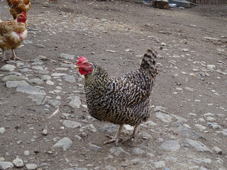 Hen 