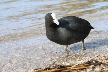 Blässhuhn (Fulica atra)