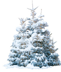 Group of frosty spruce trees in snow isolated on white