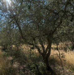 Fototapeta na wymiar Olive grove in Mopntespertoli, region of Florence, in Summer