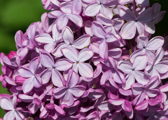 Blooming pink lilac flowers macro close-up in soft focus on a blurred background in a beautiful pattern of light and shadow on a Sunny spring day. Moscow, Russia