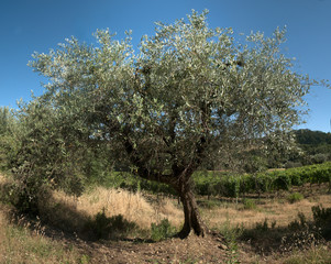Olive grove in Mopntespertoli, region of Florence, in Summer