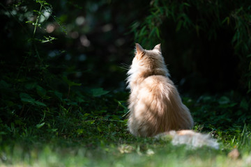 rear view of a cream tabby ginger maine coon cat sitting in front of bushes looking into on a sunny day