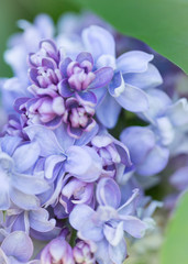 Blooming purple lilac flowers macro close-up in soft focus on a blurred background in a beautiful pattern of light and shadow on a Sunny spring day. Moscow, Russia