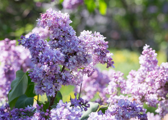 Bushes of pink and purple lilac with green leaves in the city Park on a Sunny spring day. Moscow, Russia