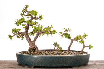Bonsai Wald aus Jadebäumen (Portulacaria afra)
