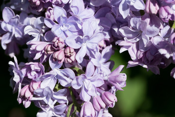 Blooming purple lilac flowers macro close-up in soft focus on a blurred background in a beautiful pattern of light and shadow on a Sunny spring day. Moscow, Russia