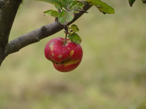 Deformed Apple