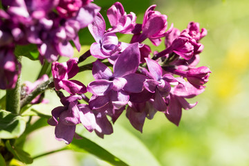 Blooming pink lilac flowers macro close-up in soft focus on a blurred background in a beautiful pattern of light and shadow on a Sunny spring day. Moscow, Russia
