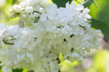 White lilac flowers close up on a blurred background on a Sunny spring day. Moscow, Russia