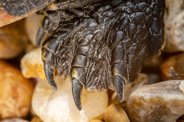 Trachemys dorbigni, Pond slider turtle reptile feet claw closeup