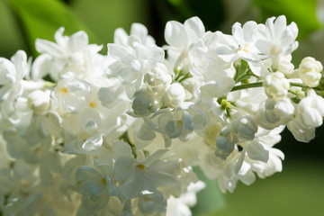 White lilac flowers close up on a blurred background on a Sunny spring day. Moscow, Russia