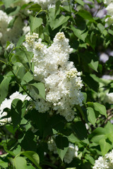 White lilac flowers close up on a blurred background on a Sunny spring day. Moscow, Russia