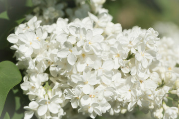 Fototapeta premium White lilac flowers close up on a blurred background on a Sunny spring day. Moscow, Russia