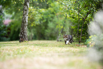 tabby white british shorthair cat on the move  outdoors in the garden prowling looking at camera
