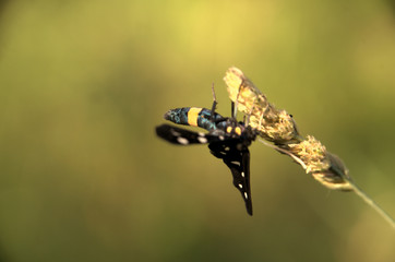 Amata phegea, formerly Syntomis phegea; The nine-spotted moth or yellow belted burnet, dorsal view of female