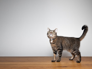 side view of a tabby domestic shorthair cat standing on wooden oak table in front of white wall...