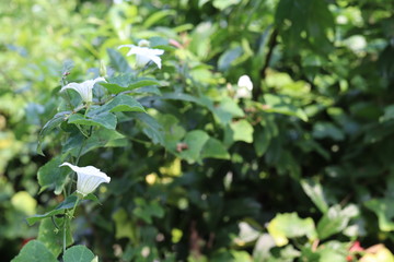 green leaves