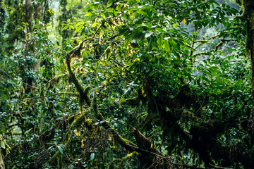 Mossy forest, cameron highlands Malaysia. Branching autumn tree branch