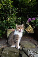 Naklejka na ściany i meble tabby white british shorthair cat sitting on natural stone wall outdoors in the garden observing the area lickinng over mouth after eating some treats