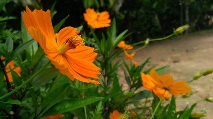 orange flowers in the garden